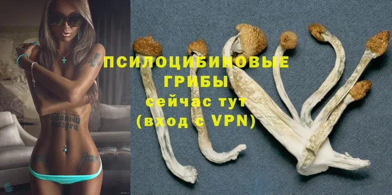 Псилоцибиновые грибы Psilocybe  Ачинск 