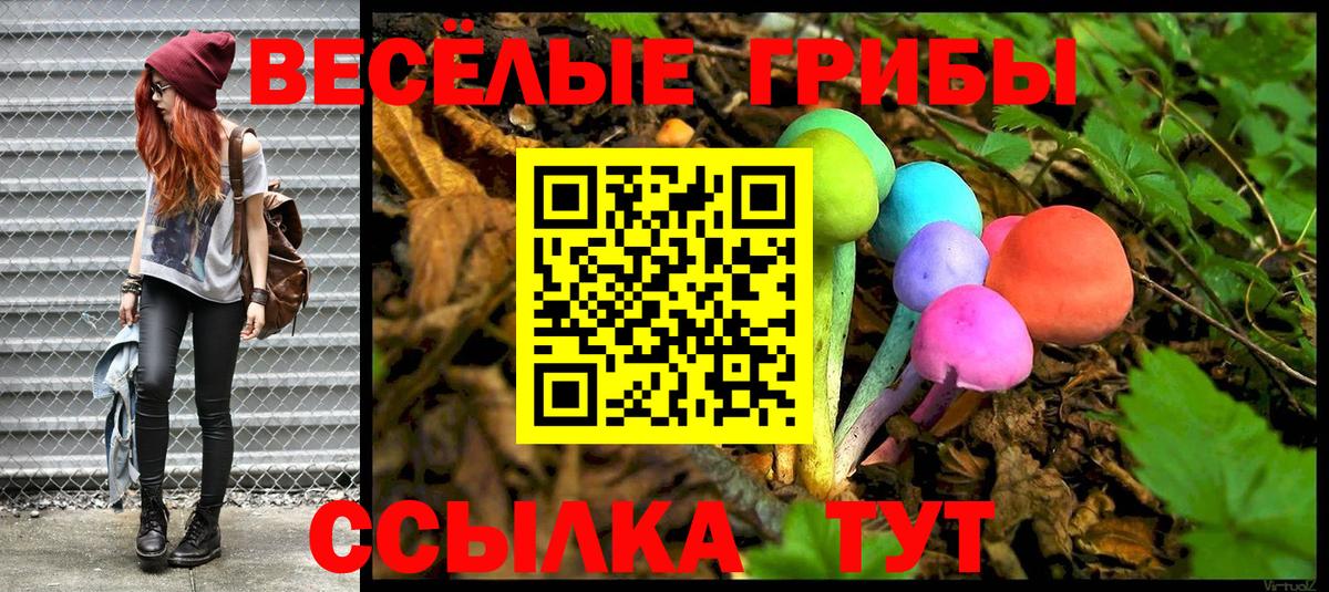 Галлюциногенные грибы Psilocybe Ачинск