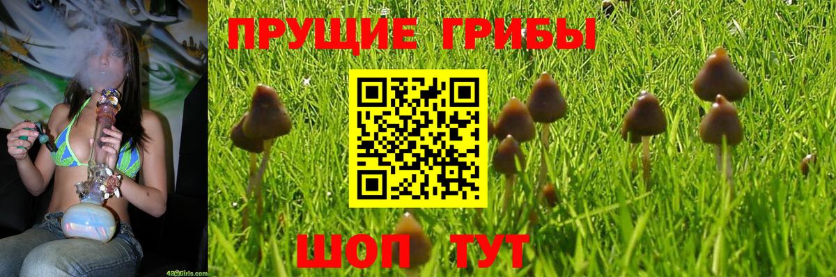 Галлюциногенные грибы Psilocybine cubensis Ачинск